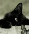 Alla Cat