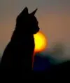 Koshka33