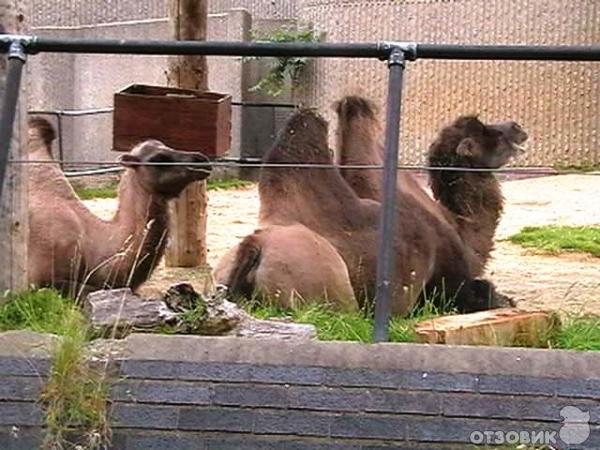 ZSL London Zoo / Лондонский зоопарк (Англия, Лондон) фото