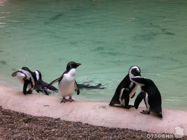 Зоопарк ZSL London Zoo (Англия, Лондон) фото