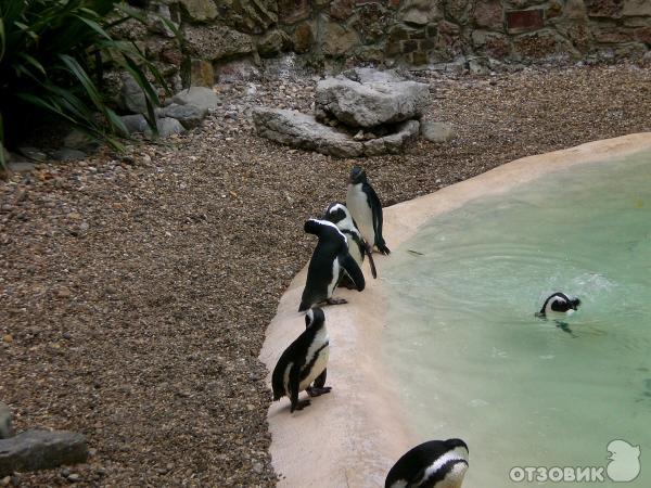 Зоопарк ZSL London Zoo (Англия, Лондон) фото