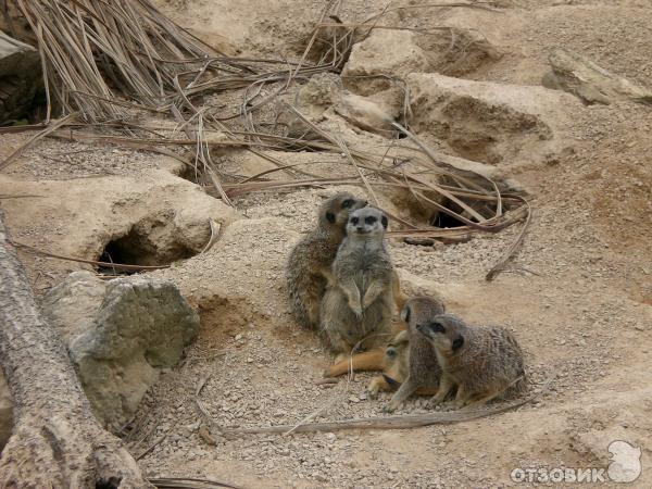 Зоопарк ZSL London Zoo (Англия, Лондон) фото