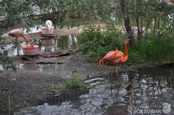 Московский Зоопарк