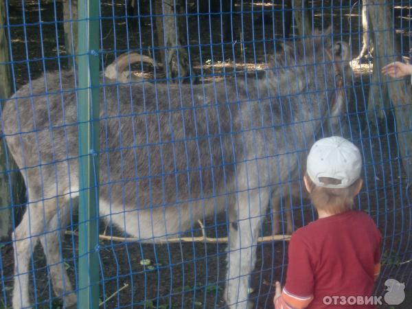 Зоопарк в парке 