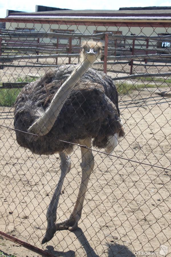 Страусиная ферма Русский страус (Россия, Московская область) фото