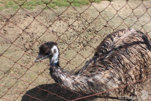 Страусиная ферма Русский страус (Россия, Московская область) фото