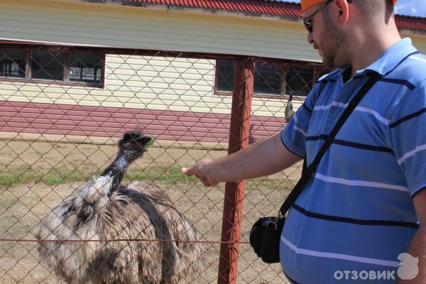 Страусиная ферма Русский страус (Россия, Московская область) фото