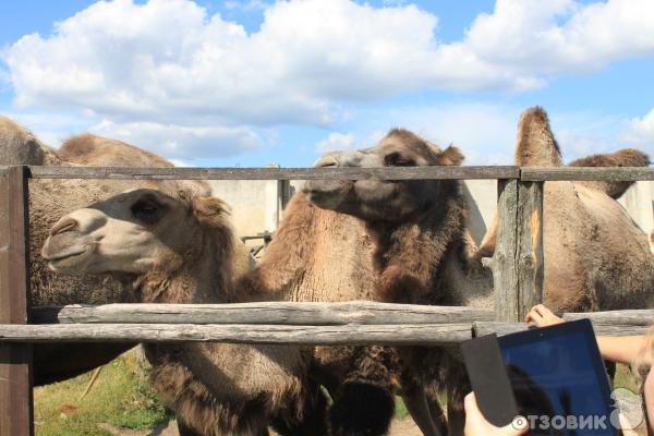 Страусиная ферма Русский страус (Россия, Московская область) фото