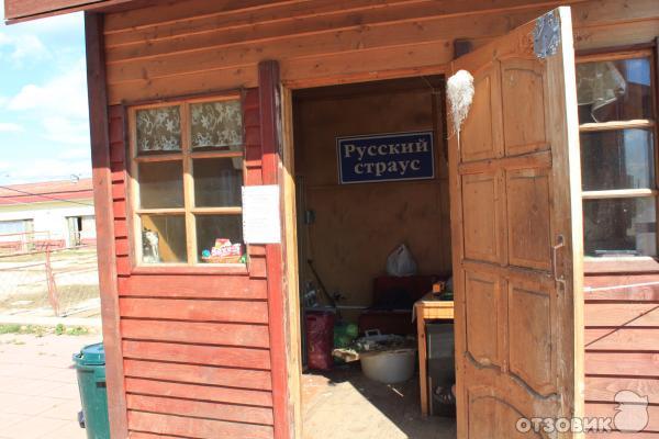 Страусиная ферма Русский страус (Россия, Московская область) фото