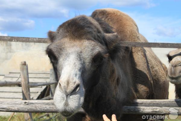 Страусиная ферма Русский страус (Россия, Московская область) фото