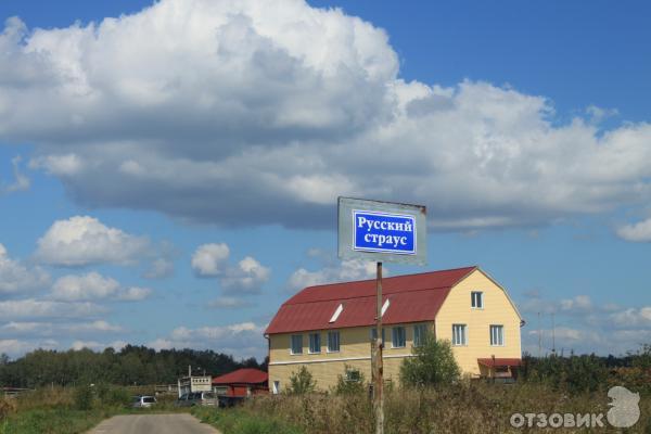Страусиная ферма Русский страус (Россия, Московская область) фото