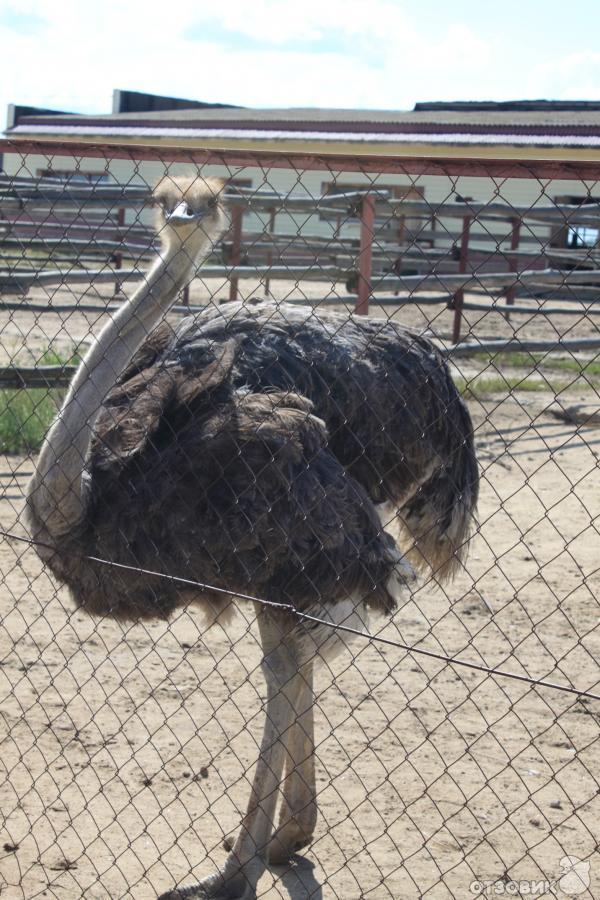 Страусиная ферма Русский страус (Россия, Московская область) фото