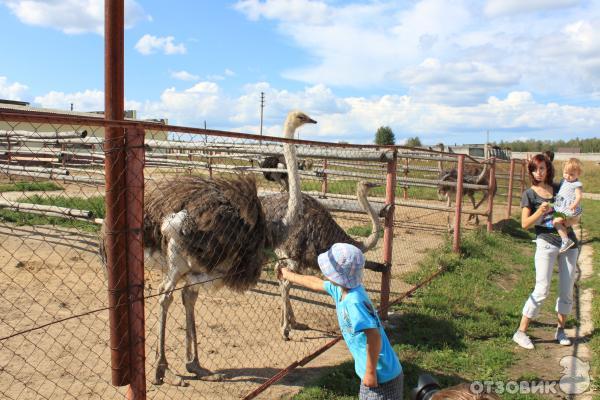 Страусиная ферма Русский страус (Россия, Московская область) фото