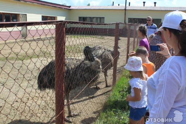 Страусиная ферма Русский страус (Россия, Московская область) фото