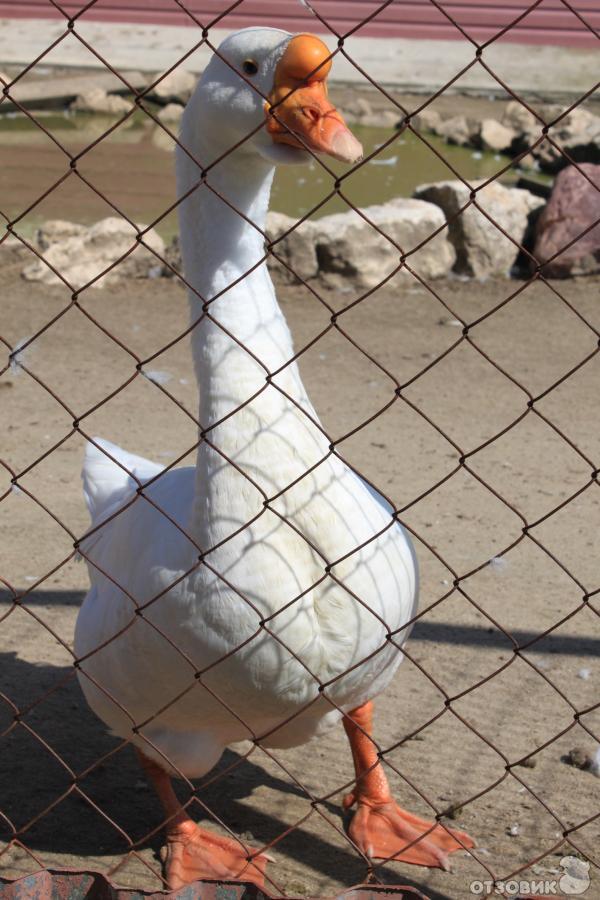 Страусиная ферма Русский страус (Россия, Московская область) фото