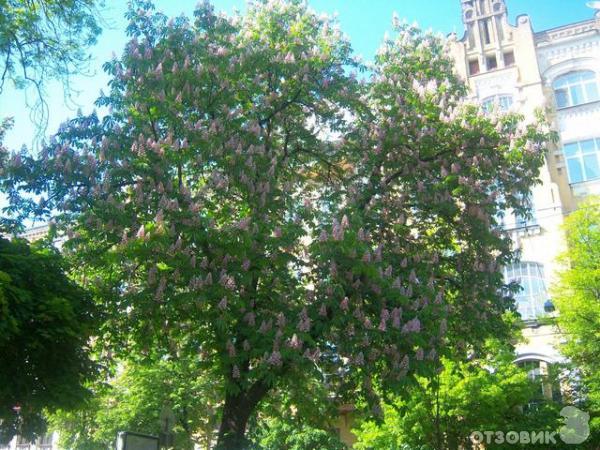 Город Киев (Украина) фото