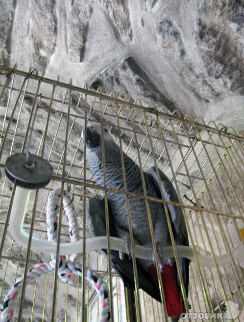 Экскурсия в монастырь святого Герасима Иорданского (Израиль) фото