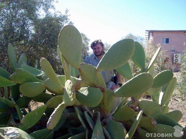 Экскурсия в монастырь святого Герасима Иорданского (Израиль) фото