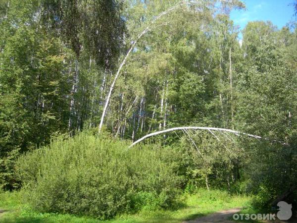 Битцевский лесопарк (Россия, Москва) фото