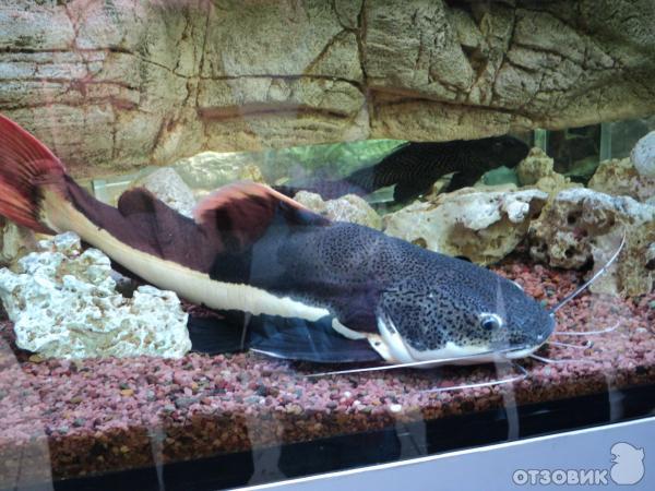 Самарский зоопарк (Россия, Самара) фото