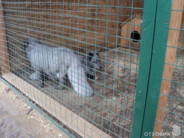 Самарский зоопарк (Россия, Самара) фото