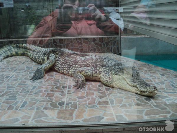 Самарский зоопарк (Россия, Самара) фото