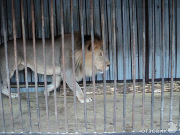 Самарский зоопарк (Россия, Самара) фото
