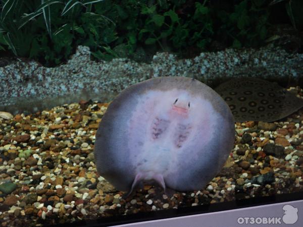 Самарский зоопарк (Россия, Самара) фото