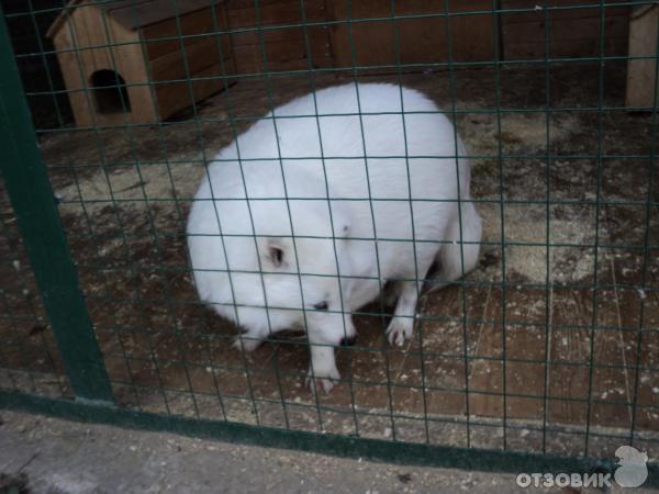 Самарский зоопарк (Россия, Самара) фото