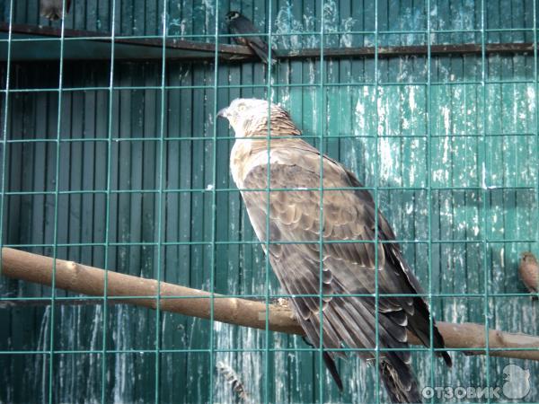 Самарский зоопарк (Россия, Самара) фото