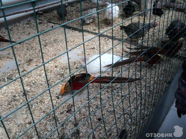 Самарский зоопарк (Россия, Самара) фото