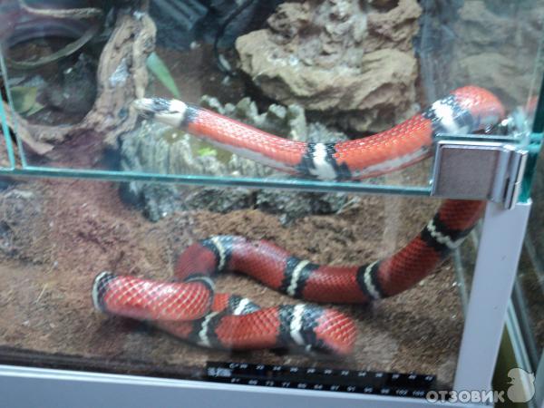 Самарский зоопарк (Россия, Самара) фото