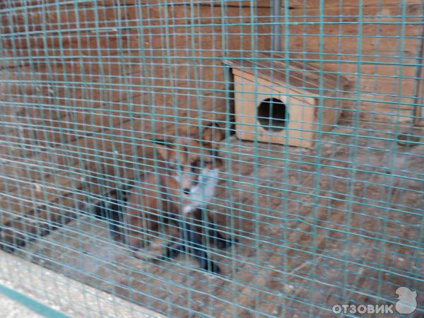 Самарский зоопарк (Россия, Самара) фото