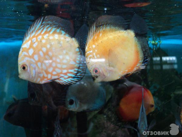 Самарский зоопарк (Россия, Самара) фото