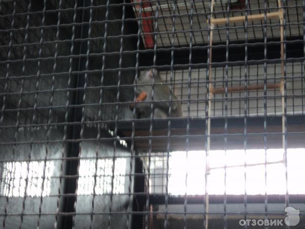 Самарский зоопарк (Россия, Самара) фото