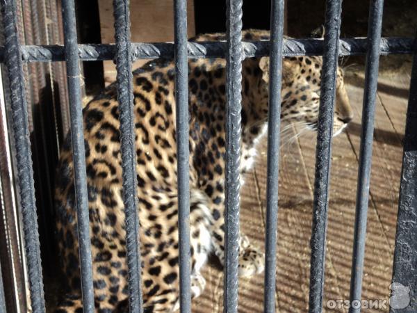 Самарский зоопарк (Россия, Самара) фото