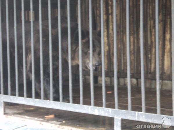Самарский зоопарк (Россия, Самара) фото