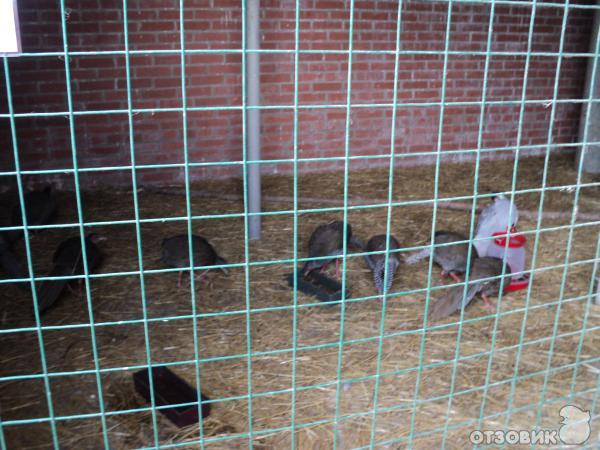 Самарский зоопарк (Россия, Самара) фото