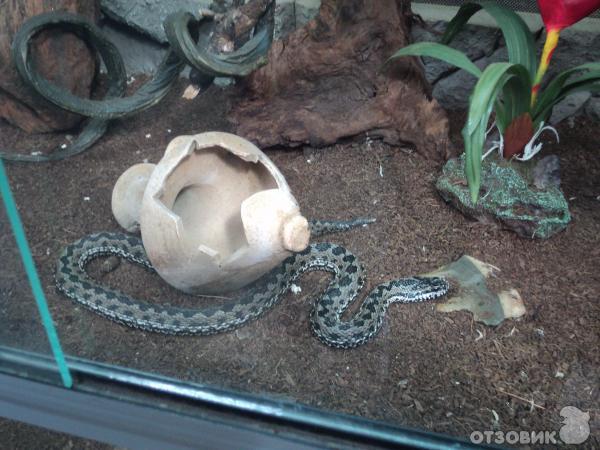 Самарский зоопарк (Россия, Самара) фото