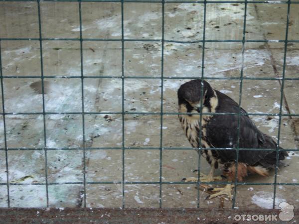 Самарский зоопарк (Россия, Самара) фото