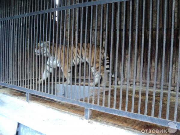 Самарский зоопарк (Россия, Самара) фото