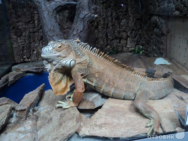 Самарский зоопарк (Россия, Самара) фото