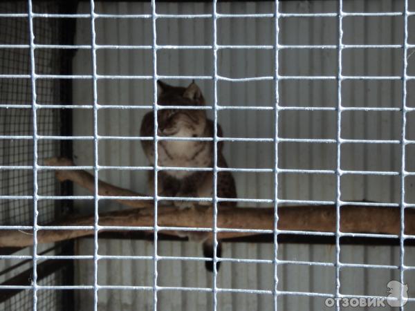 Самарский зоопарк (Россия, Самара) фото