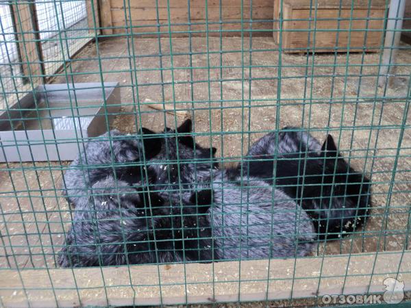 Самарский зоопарк (Россия, Самара) фото