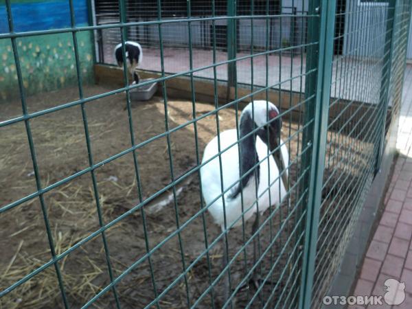 Самарский зоопарк (Россия, Самара) фото