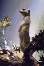 Океанариум Star&Mlad (Россия, Воронеж) фото