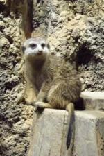 Океанариум Star&Mlad (Россия, Воронеж) фото