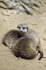 Океанариум Star&Mlad (Россия, Воронеж) фото