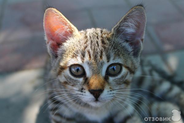 Котэ