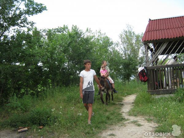 Ослиная ферма Чудо-ослик (Украина, Крым) фото